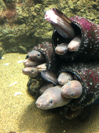 うみの杜水族館①_e0355177_16111900.jpg