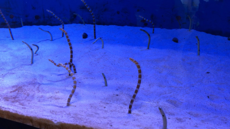うみの杜水族館②_e0355177_19223791.jpg
