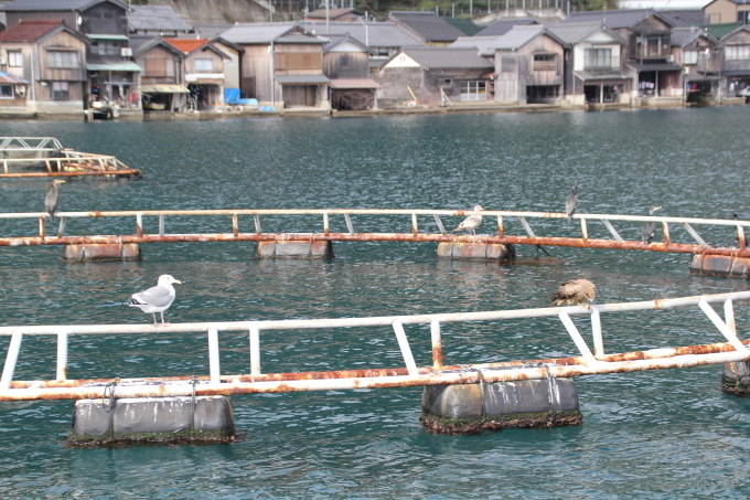 伊根町舟屋めぐり_e0304780_22350057.jpg