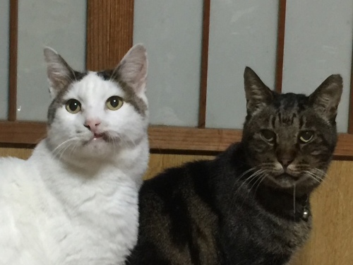 b0163381_11061349.jpeg