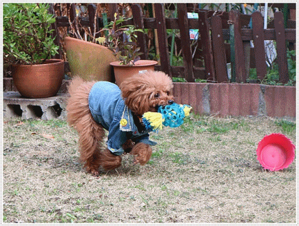 b0175688_00104393.gif