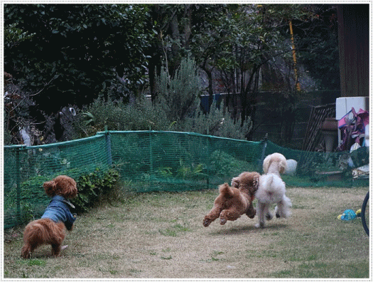 b0175688_00104732.gif