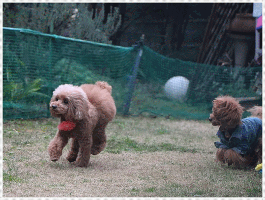 b0175688_00105192.gif