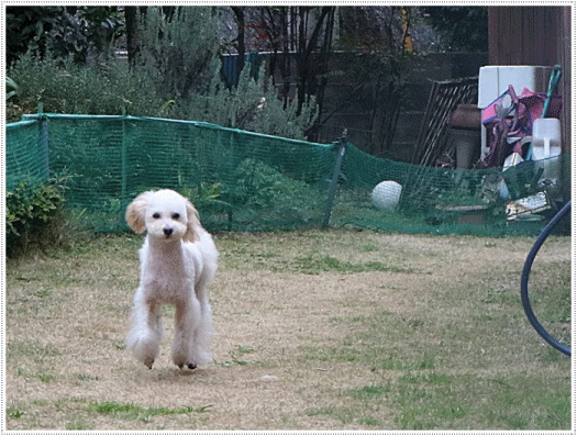 b0175688_00105604.gif