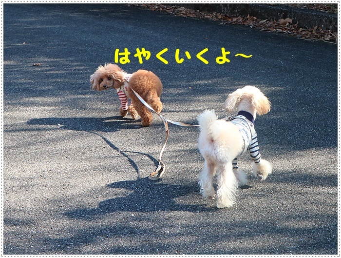 さくらと大のお散歩コース、大分スポーツ公園、今年はラグビーワールドカップも開催されるドームですよ～_b0175688_22062601.jpg