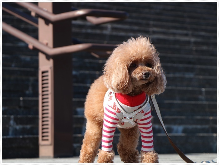 さくらと大のお散歩コース、大分スポーツ公園、今年はラグビーワールドカップも開催されるドームですよ～_b0175688_22091935.jpg