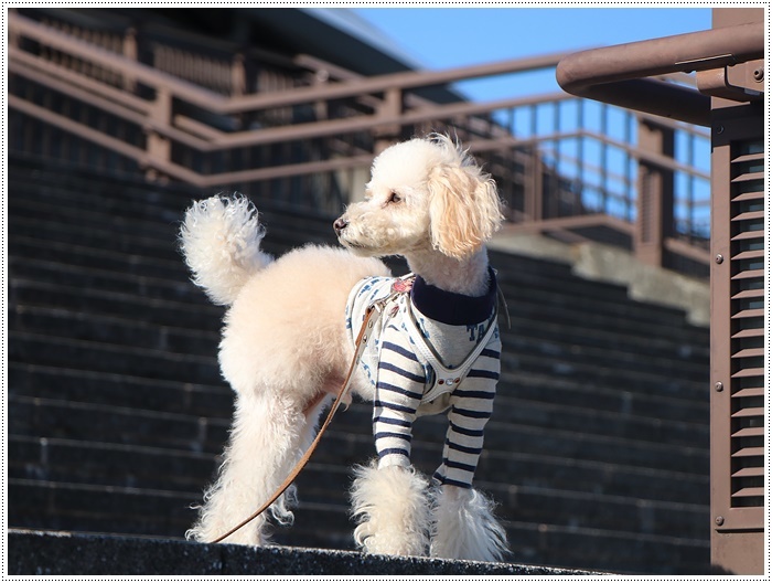 さくらと大のお散歩コース、大分スポーツ公園、今年はラグビーワールドカップも開催されるドームですよ～_b0175688_22092320.jpg