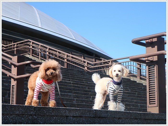 さくらと大のお散歩コース、大分スポーツ公園、今年はラグビーワールドカップも開催されるドームですよ～_b0175688_22092859.jpg