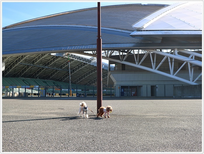 さくらと大のお散歩コース、大分スポーツ公園、今年はラグビーワールドカップも開催されるドームですよ～_b0175688_22121938.jpg