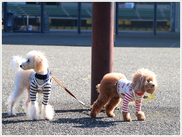 さくらと大のお散歩コース、大分スポーツ公園、今年はラグビーワールドカップも開催されるドームですよ～_b0175688_22122430.jpg