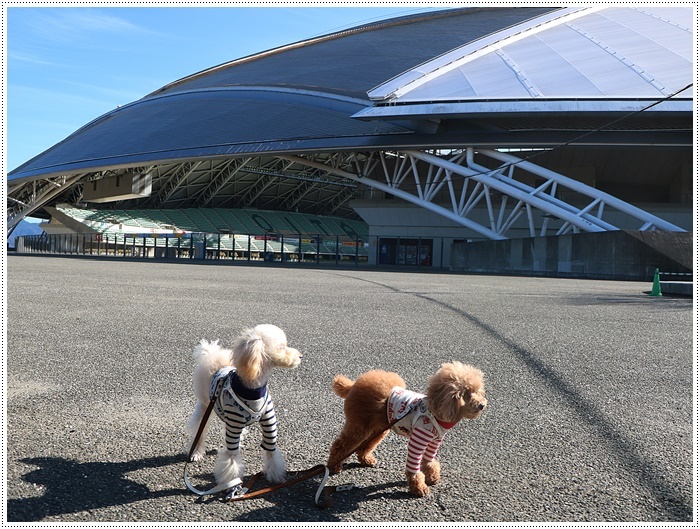 さくらと大のお散歩コース、大分スポーツ公園、今年はラグビーワールドカップも開催されるドームですよ～_b0175688_22124339.jpg