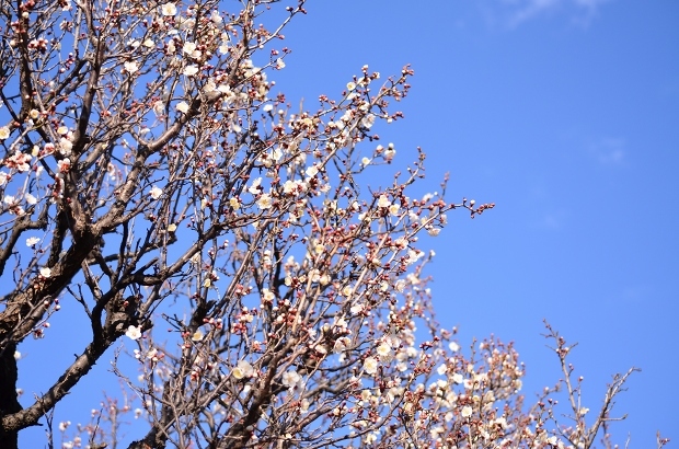 梅の季節の梅落雁　　Homemade Ume Blossom Rakugan_d0025294_19182012.jpg