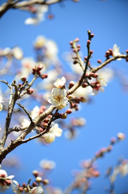梅の季節の梅落雁　　Homemade Ume Blossom Rakugan_d0025294_19183271.jpg