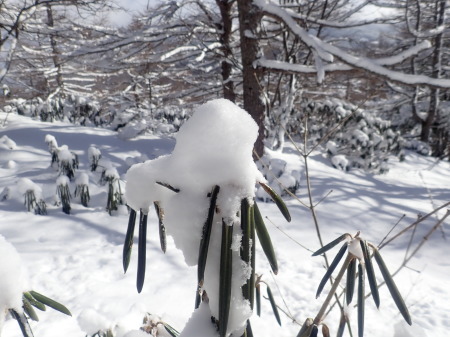 雪降りの後_e0120896_11093038.jpg