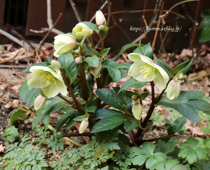 わんこ事情で寝不足だけれど・・・　今日の庭の花_a0123003_17193189.jpg