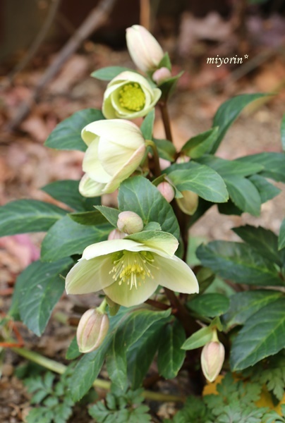 わんこ事情で寝不足だけれど・・・　今日の庭の花_a0123003_17202587.jpg