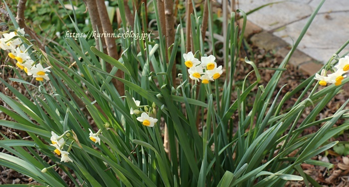 わんこ事情で寝不足だけれど・・・　今日の庭の花_a0123003_17241864.jpg