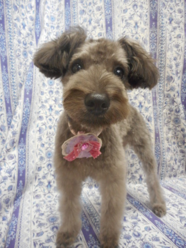 M シュナウザーのノアちゃん シュナカットで可愛いネ ふぉるむm A 千葉市 トリミングサロン 犬の美容室 千葉県 千葉市 花見川区 ペットサロン 検見川町3 340 18 ワンちゃんのカットハウス 千葉043 301 2995 10 00 19 00 M シュナウザーのノアちゃん シュナカットで可愛いネ ふぉるむm A 千葉市 トリミングサロン 犬の美容室 千葉県 千葉市 花見川区 ペットサロン 検見川町3 340 18 ワンちゃんのカットハウス 千葉043 301 2995 10 00 19 00