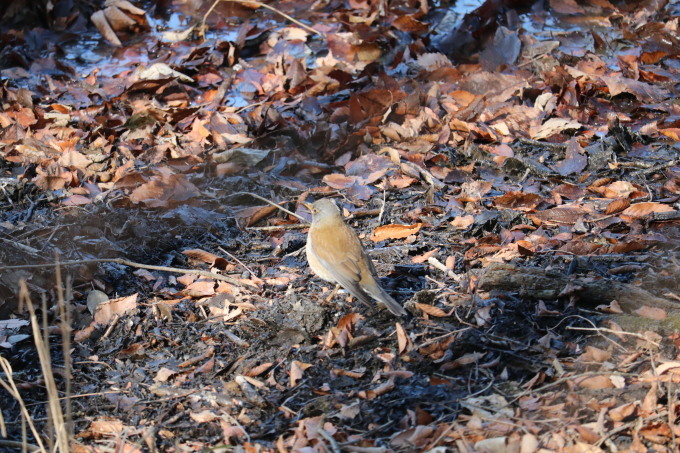 埼玉中部　                                シロハラシメ2019/01/20_d0251807_07470830.jpg