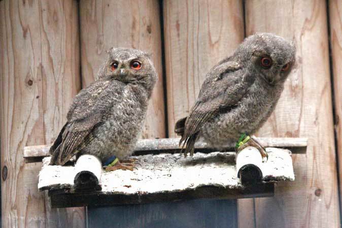 オオコノハズクのヒナ18 井の頭自然文化園 続々 動物園ありマス オオコノハズクのヒナ18 井の頭自然文化園 続々 動物園ありマス
