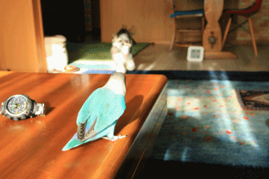 c0145250_09510856.gif