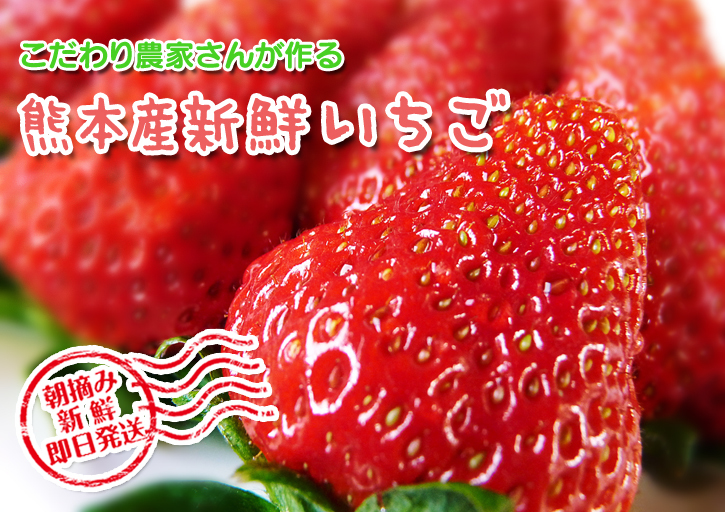 バレンタインギフト2019 FLCパートナーズストアの最旬フルーツ(熊本産高級イチゴ編)_a0254656_16265480.jpg