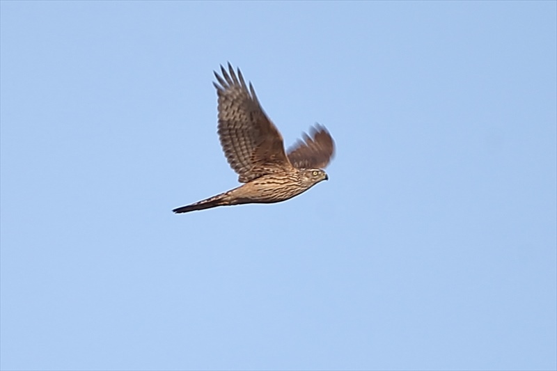e0382359_22534367.jpg