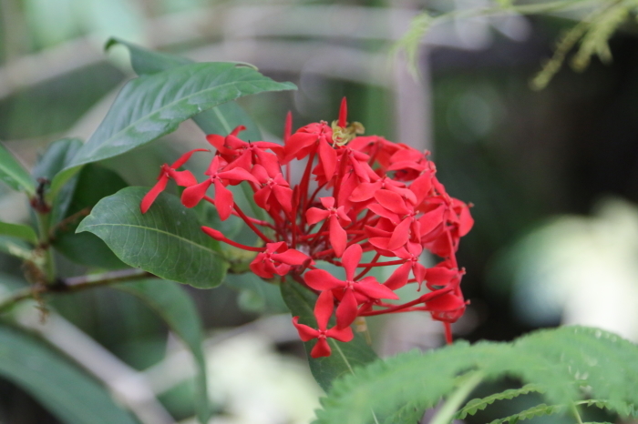 お花たちに癒されて♪千葉市花の美術館☆６　温室のお花　真っ赤だな♪_d0152261_15020390.jpg