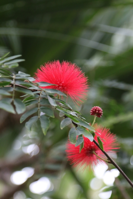 お花たちに癒されて♪千葉市花の美術館☆６　温室のお花　真っ赤だな♪_d0152261_15040371.jpg