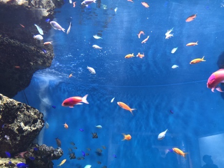 うみの杜水族館②_e0355177_14250174.jpg
