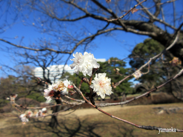 薔薇一輪のあればよし。_f0071480_16431759.jpg