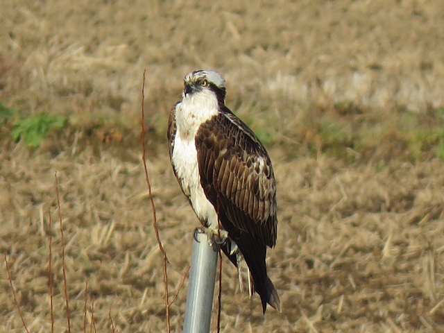 f0357487_21004709.jpg
