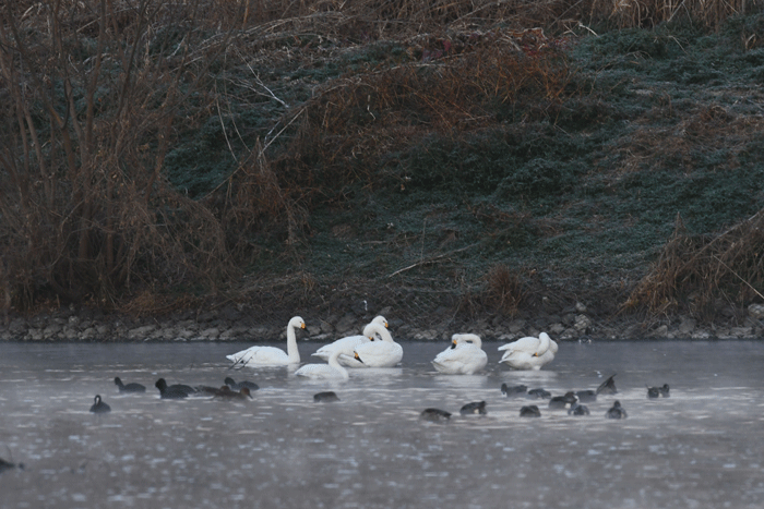 e0248688_18014673.gif