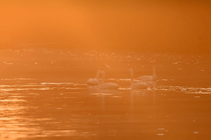 e0248688_18020137.gif