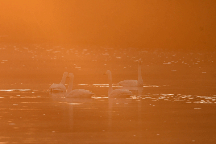 e0248688_18022320.gif