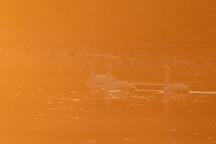 e0248688_18023704.gif