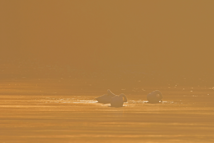 e0248688_18025371.gif