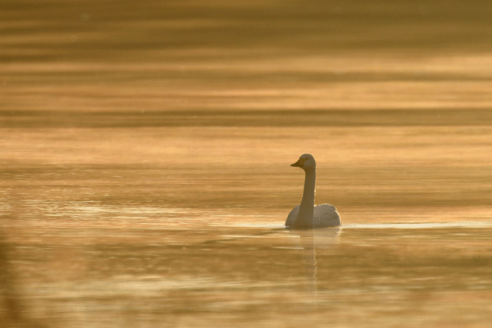 e0248688_18030872.gif