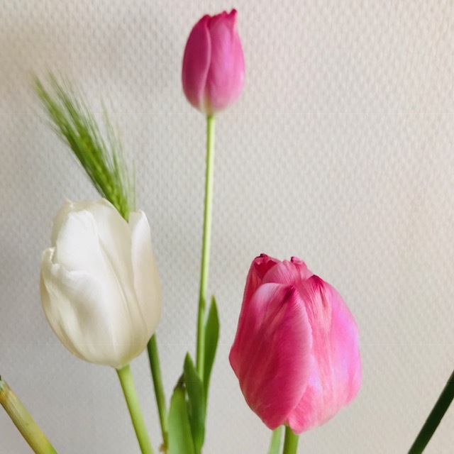 梅が咲いた_f0204295_09591514.jpg