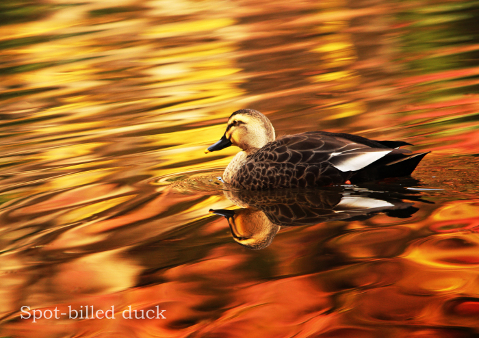カルガモ:Spot-billed duck _b0249597_18253504.jpg