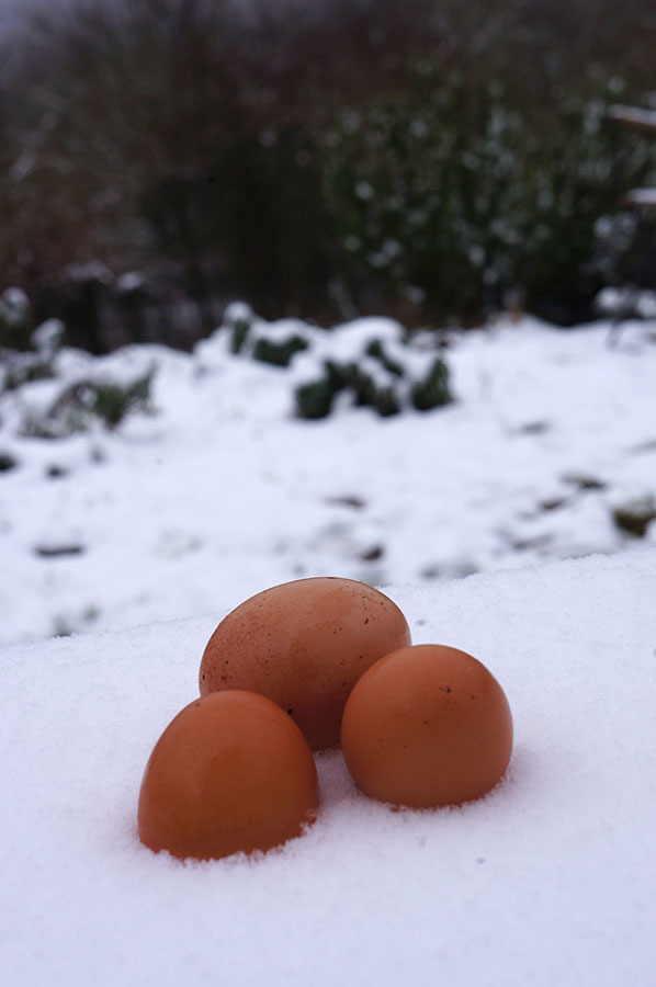 予想通り雪が降りました_f0106597_23314433.jpg