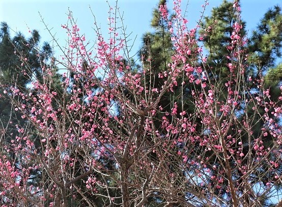 近所の紅梅は既に満開(2019.01.24)_e0245404_1225598.jpg