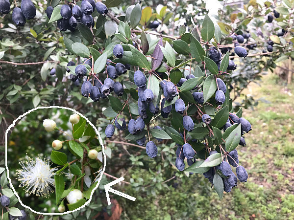 ギンバイカの実 マリカの野草画帖