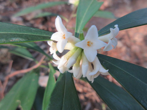 こしょうのき 胡椒の木 の花観賞 山に癒されて