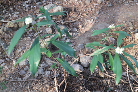 こしょうのき 胡椒の木 の花観賞 山に癒されて