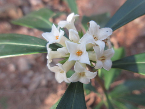 こしょうのき 胡椒の木 の花観賞 山に癒されて