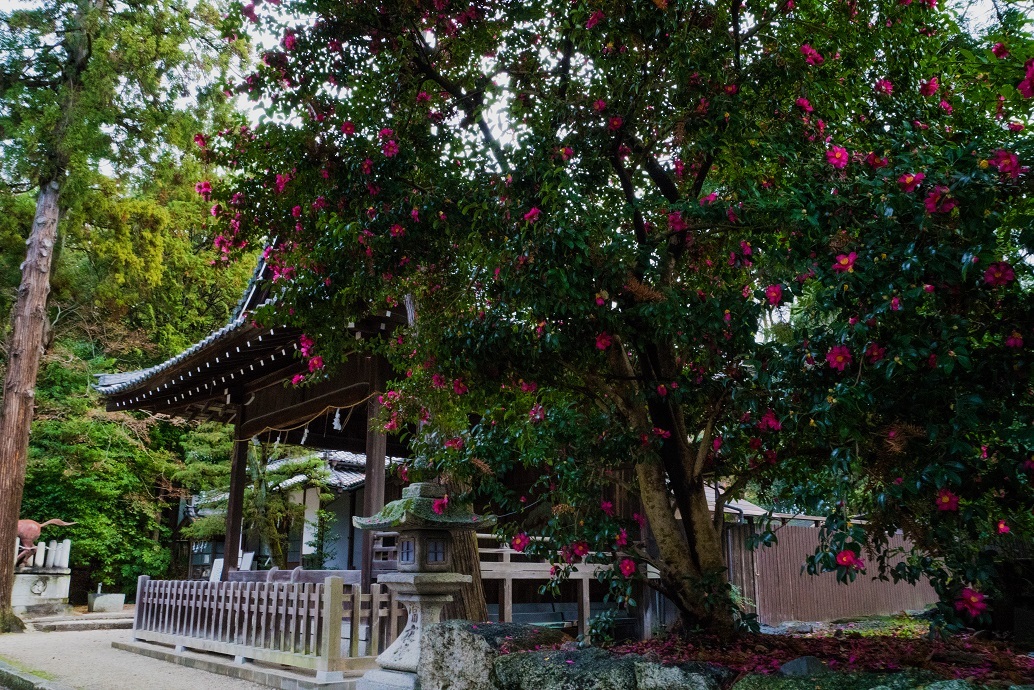 日牟礼八幡宮の山茶花 八幡山ロープウェー 鏡花水月 日牟礼八幡宮の山茶花 八幡山ロープウェー 鏡花水月