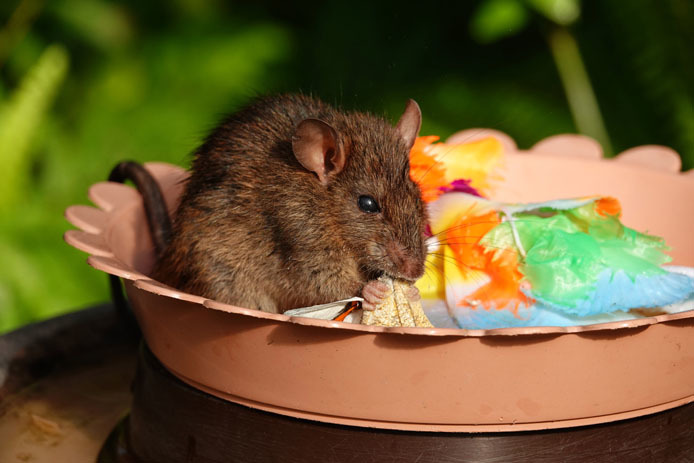 ツマベニチョウが鼠の餌食に_d0149245_21481602.jpg