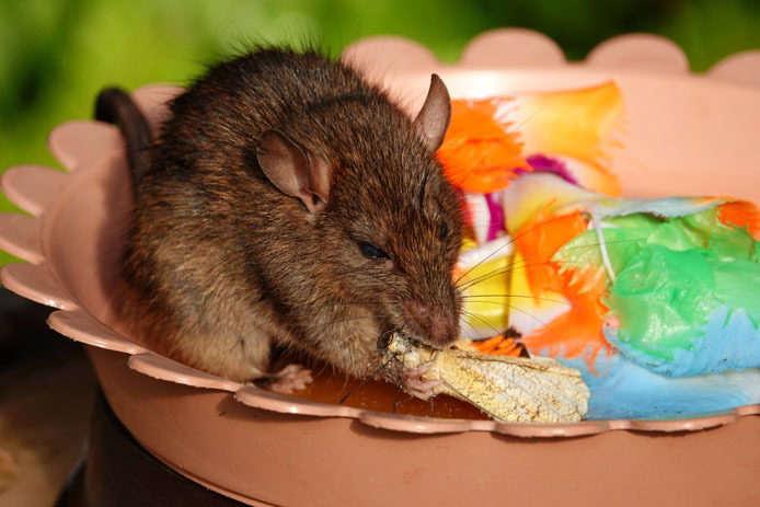 ツマベニチョウが鼠の餌食に_d0149245_21482999.jpg