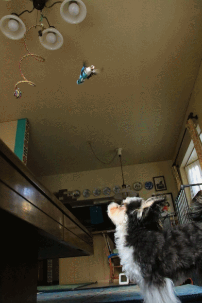 c0145250_10252564.gif